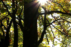 Sonnenstrahlen
