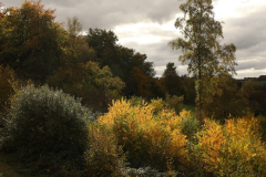 Strahlendes-Gelb-AHo