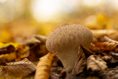 gut-getarnter-Pilz