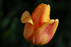 1-AHO-Tulpe-mit-Regentropfen