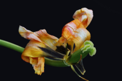 20-AHo-Verbluehte-Schoenheit-2