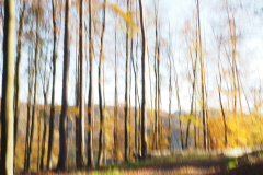 21-HR-Baeume-PB101486