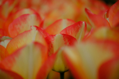 8-AH_rote-Tulpen-2950