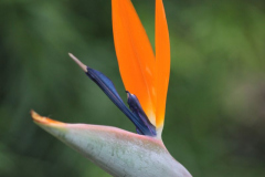 8-CB-Orchidee