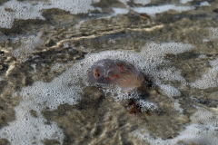 Entdeckung-am-Strand