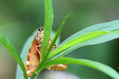 Spanische-Flagge-von-vorne