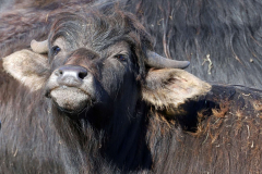 Zwischen-den-Grossen
