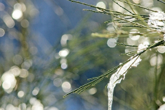 2025-01-13-Schnee2669