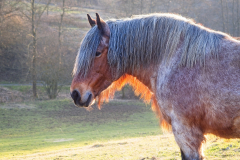 2025-03-09-Lindlar_Pferd-3552