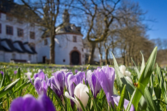 2025-03_Krokusse_3413