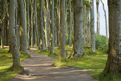 2025-08-05_Geisterwald_6743