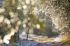 2025-11-21_Schnee_9633