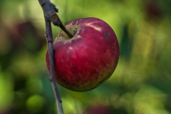 Apfel