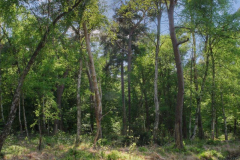 AE-1-Im-Moor-Wald-1494