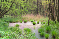 AE-3-Im-MoorWald-1825-2