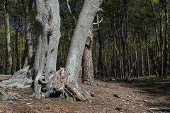AHo_Darsser-Urwald