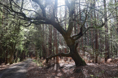 AHo_Weg-durch-den-Wald