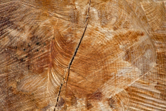 BL_Baumscheibe
