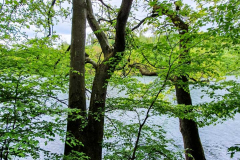 BL_Wald-2