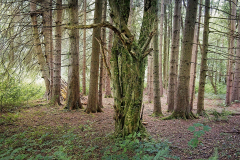 HR_Wald_2797