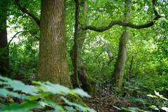 HR_Wald_3919