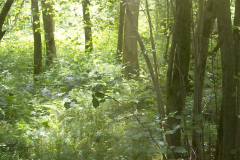 HR_Wald_3920