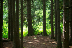 HR_Wald_3922