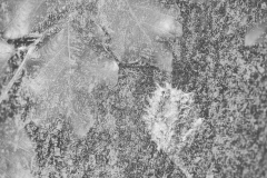 KF_Buche-SW