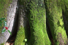 SK_FussderBuche