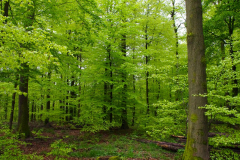 SK_ImBuchenwald