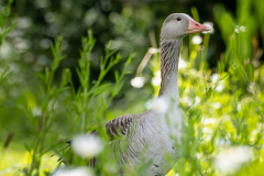 KF_die-Gans