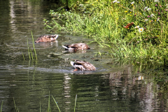 SK_Kopf-ueber-SiKa