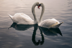 Schwaene_web