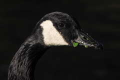 Voegel_HR-P9075028-Gans