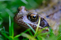 Froschperspektive-2