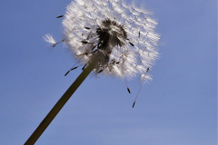 Im-Wind