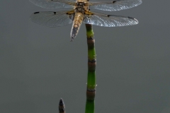 Ahau-Libelle