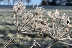 Eisblumen