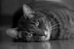 Gyps-fotogen
