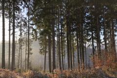 Morgennebel