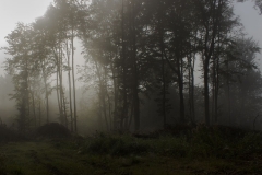 Nebel im Wald