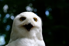 1-Schneeeule
