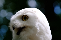 1.Schneeeule