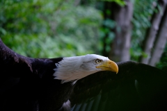 3-a.-Weisskopfseeadler