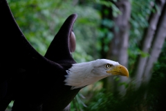 3-b.-Weisskopfseeadler