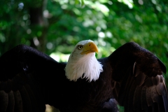 3-c-.-Weisskopfseeadler