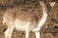Bambi