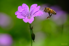 Biene-im-Anflug