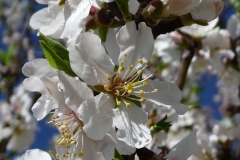 Blume-1