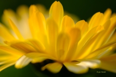 Blume
